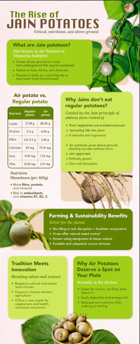 The Rise of Jain potatoes: Ethical, nutritious, and above ground