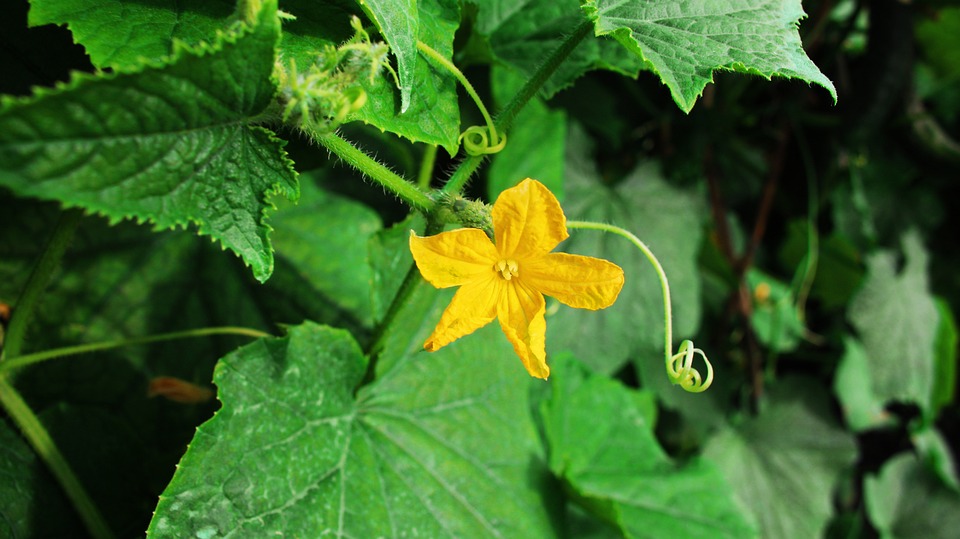 Pumpkin flowers Pumpkin flowers