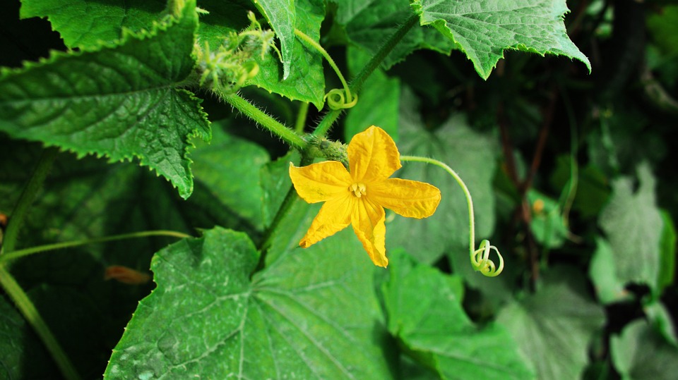 Pumpkin flowers