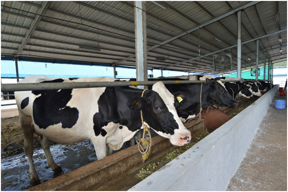 Zero-touch milk: A boon for hygiene and consistency Zero-touch milk: A boon for hygiene and consistency