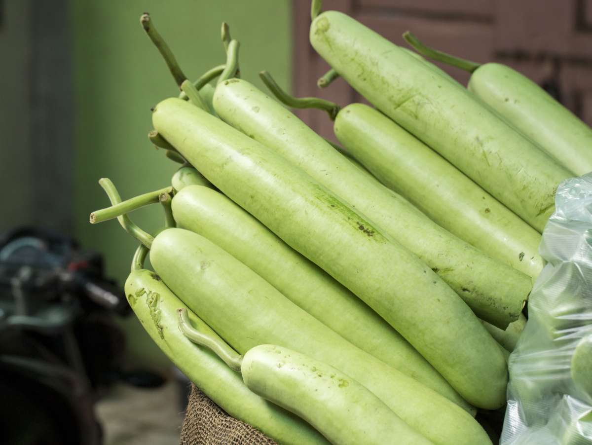 Deep Dive Into The World Of Desi Vegetables Deep Dive Into The World Of Desi Vegetables