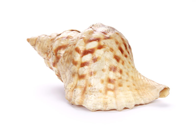 Seashells